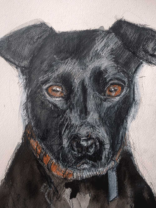 patterdale terrier drawing