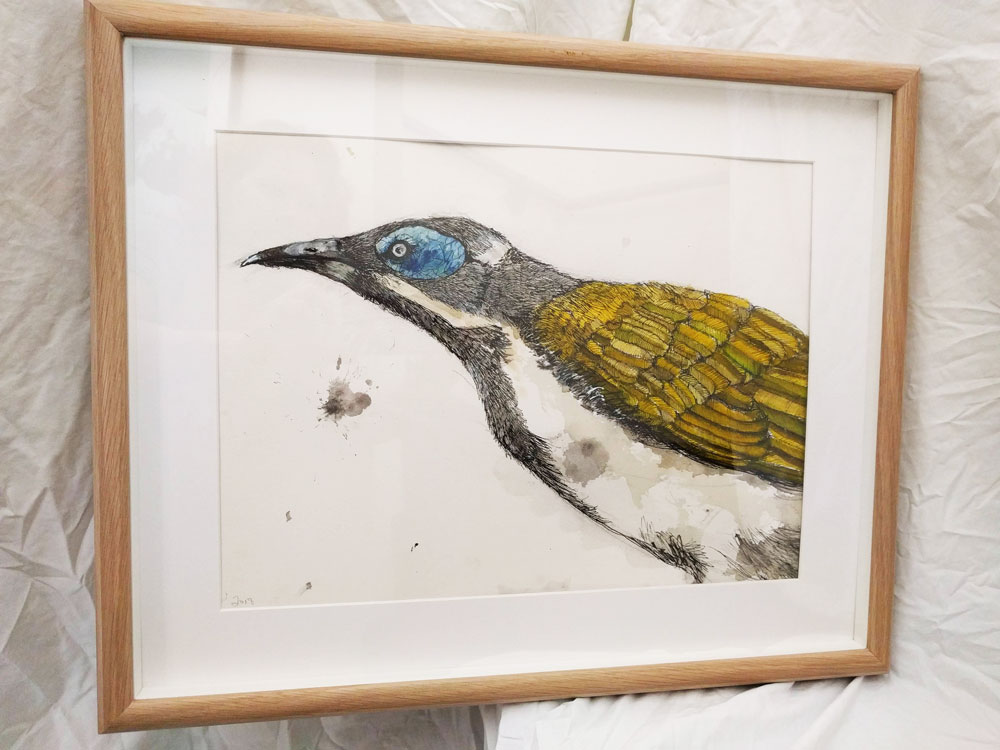 blue Honeyeater drawing