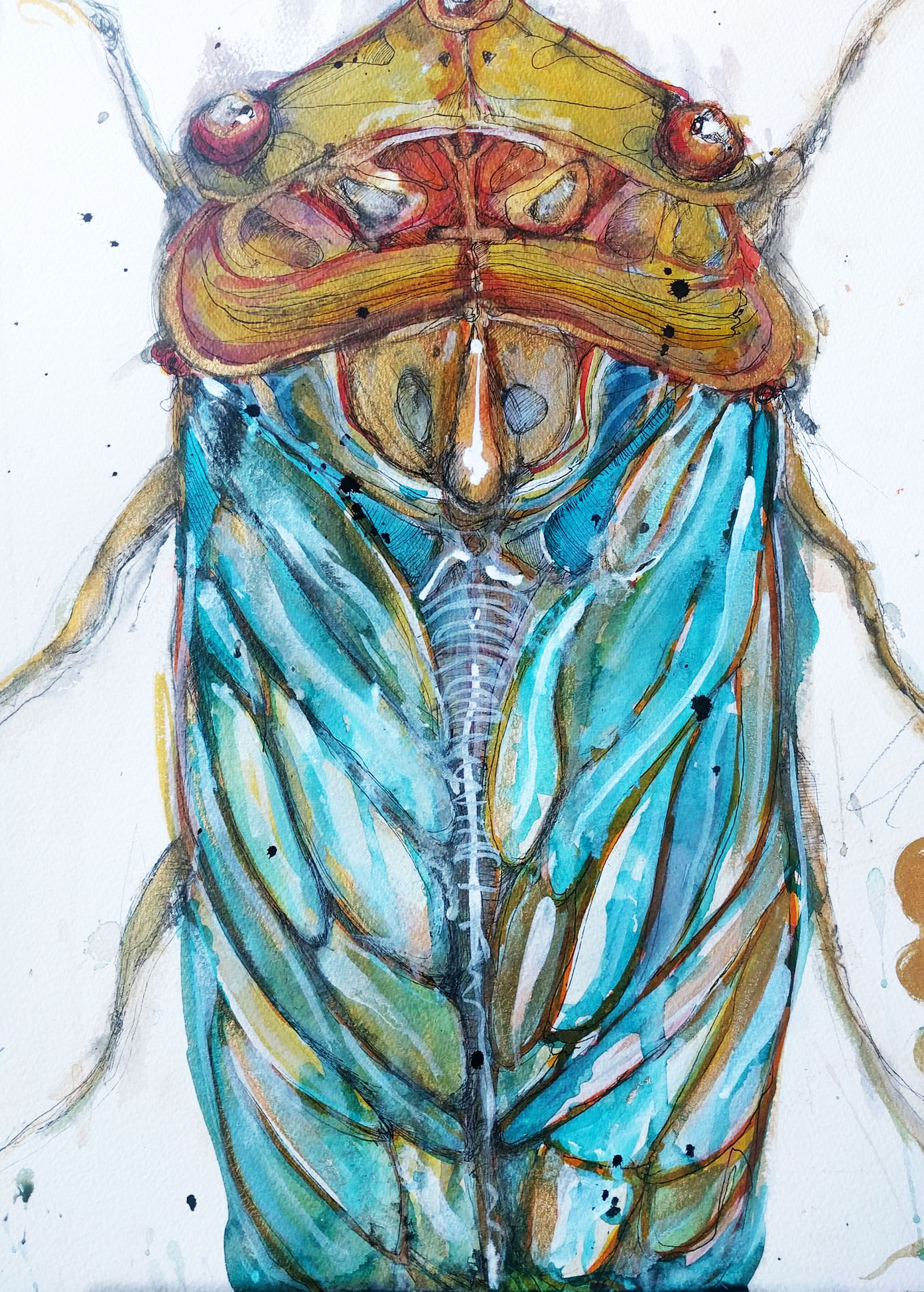 cicada1